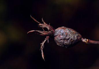 dried withered rose hip on black background