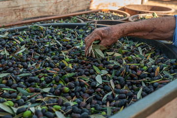 TORRE SANTA SUSANNA, ITALY / OCTOBER 2019: The harvesting of olives for the seasonal production of extravirgin olive oil in Puglia region