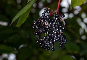 elderberries on tree in late fall