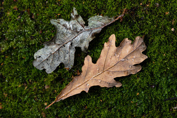 dried withered leaves in late fall