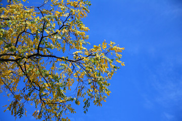 The yellow leaves and the sky
