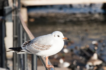 Bird standing on a handrail next to the Stockholm river in the city on a sunny winter day. Stockholm, Sweden 2019