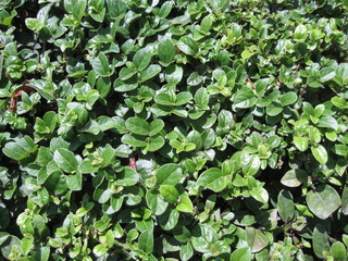Texture and pattern of a creeping wall covering plant.