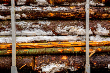 The trees cut down are ready to be transported