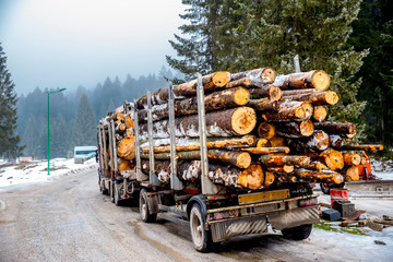 The trees cut down are ready to be transported