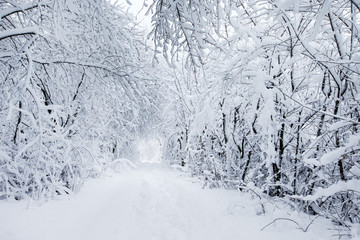 Obraz premium winter forest and the road