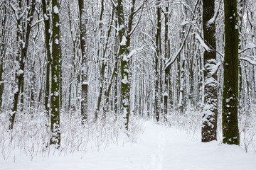  winter forest and the road