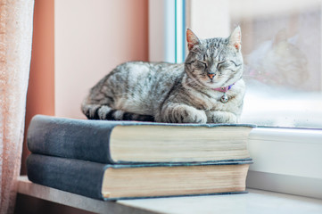 Kot siedzący na książkach