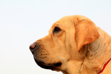 Pet dog close-up