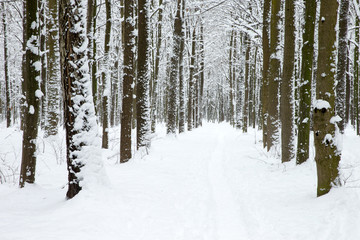  winter forest and the road