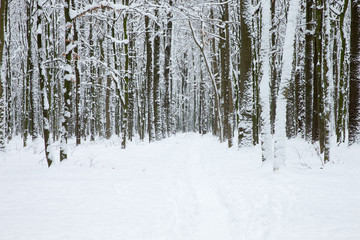  Winter forest and the road. Winter landscape