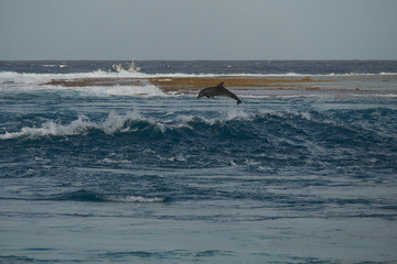 Obraz premium dolphin jumping