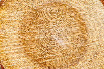 Naklejka premium Wood circle texture slice background