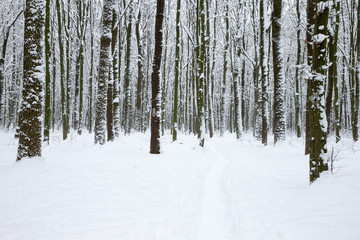 Fototapeta premium Winter forest and the road. Winter landscape