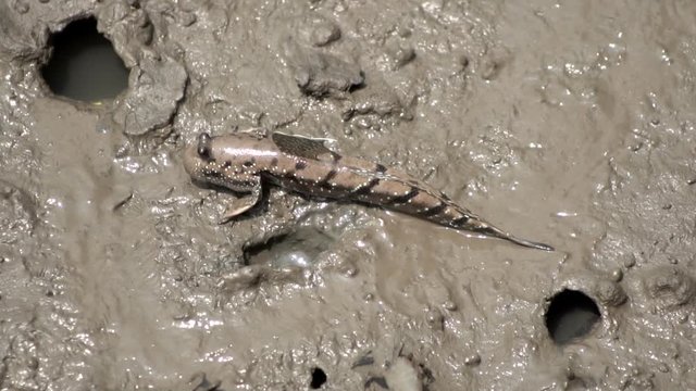 Amphibious fish on ground in mangroves forest in Southeast Asia