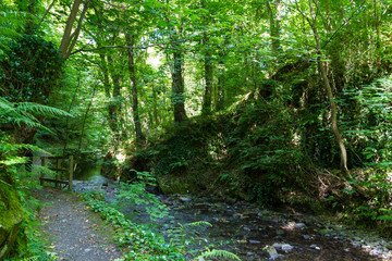 Obraz premium path in the forest