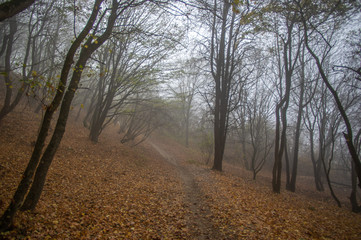 Fototapeta na wymiar Misty gloomy autumn morning in the forest