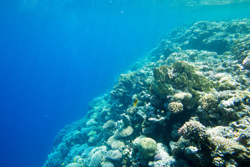 Underwater world panorama. Coral reef ocean light under water