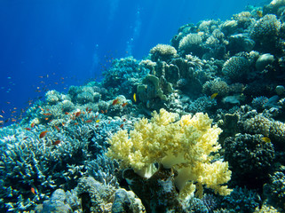 Naklejka na ściany i meble Underwater world panorama. Coral reef ocean light under water