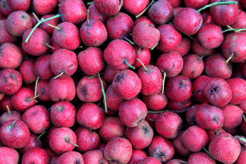 Fresh hawthorn fruit