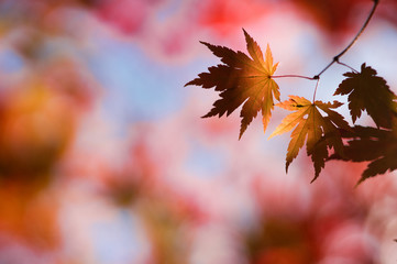 紅葉