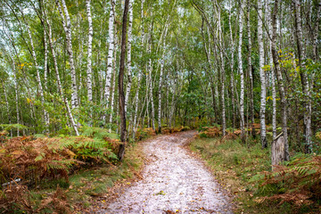 Fototapeta premium Sandy trail in a beech forest