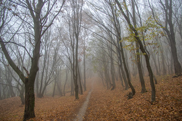 Fototapeta na wymiar Misty gloomy autumn morning in the forest