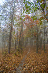 Obraz premium Misty gloomy autumn morning in the forest