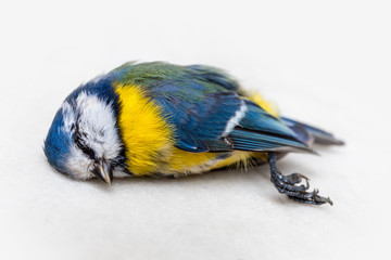 Dead titmouse on white background