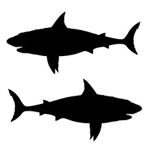 Big shark drawing. Monster megalodon illustration.