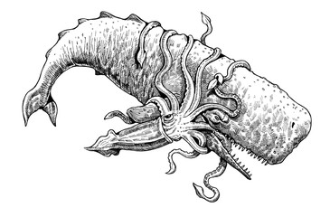 The battle between sperm whale and giant squid. largest of the toothed whales cachalot drawing. © Lunstream
