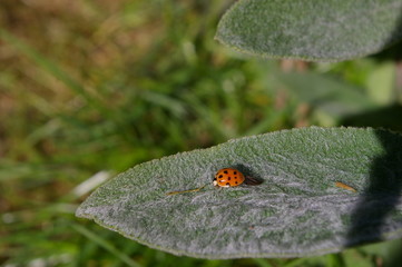 Macro Bug 16