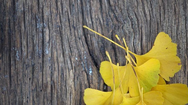 Composition of ginkgo biloba leaves on the table. Ginkgo biloba leaves on a texture board.