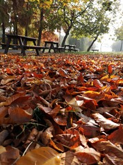 Autumn landscape in the park with foliage and empty picnic tables 