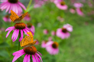 Yellow and orange Butterfly (Rhopalocera) sitting on a Cone Flower (Echinacea Purpurea)