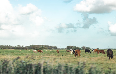 Kühe in Sankt Peter Ording an der Nordsee