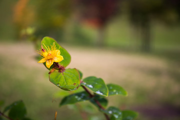 Yellow flower of a Sweet Amber Hypericum androsaemum with dew on the leaves close up