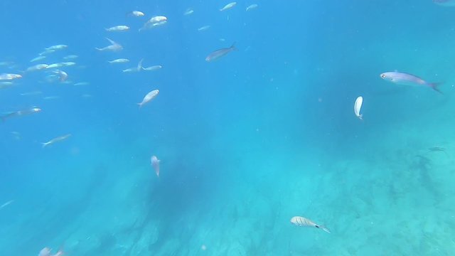 Fish scenery underwater. Sea diving. Canary islands.