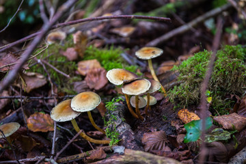 Young mushrooms Sulphur Tuft Hypholoma fasciculare between roots and grass close up