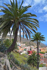 Palmen im Ort Vallehermoso / Insel La Gomera