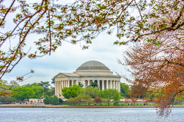 Cherry Blossom with Thomas Jefferson Memorial background.