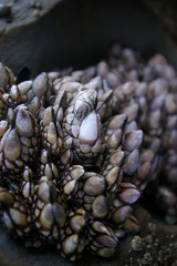Tide-Pools 1