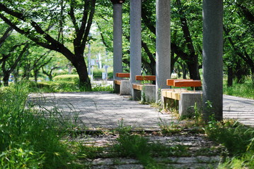 Fototapeta premium ベンチ