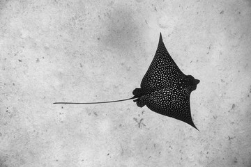 eagle ray