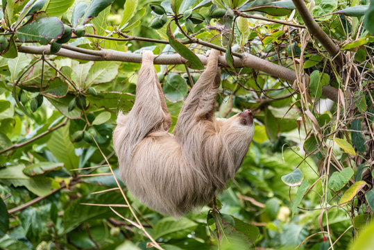 Hoffman&rsquo;s Two-toed Sloth (Choloepus Hoffmanni) in the wild, Cahuita, forest of Costa Rica, Latin America