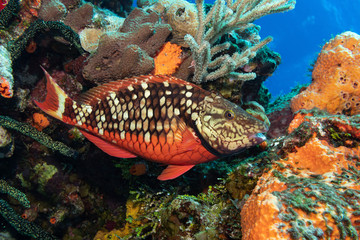 Parrotfish in the Caribbean Sea