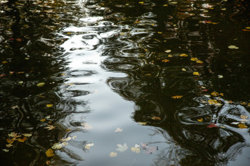 Water with leaves