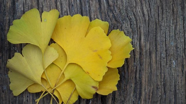 Composition of ginkgo biloba leaves on the table. Ginkgo biloba leaves on a texture board.