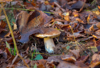 Edible mushroom. Mushroom hunting in autumn near Moscow