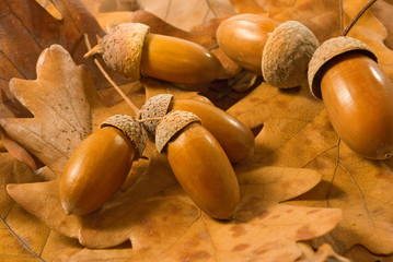  image of acorns on autumn leaves closeup